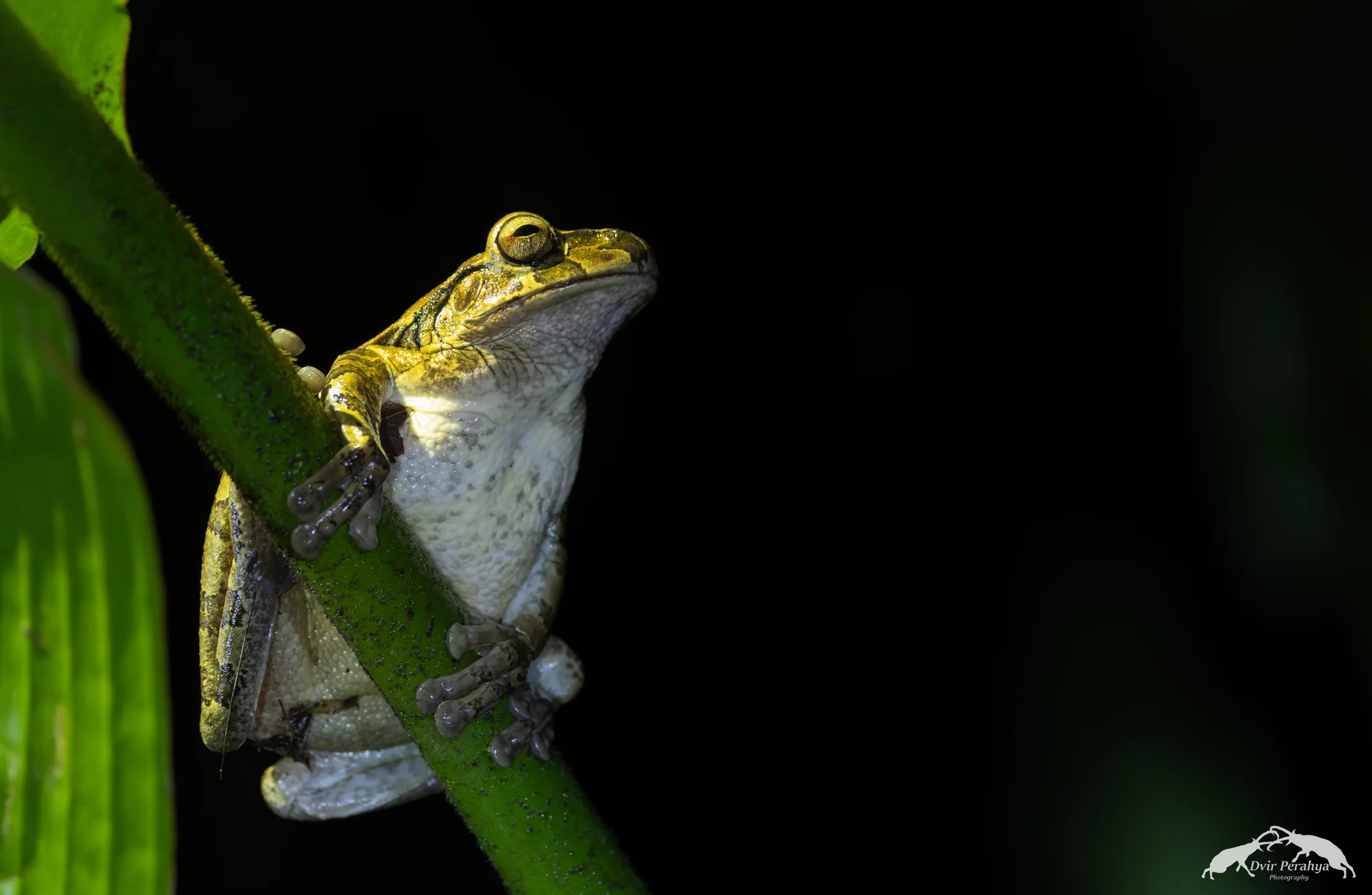 Tree frog, Costa Rica Rainforest